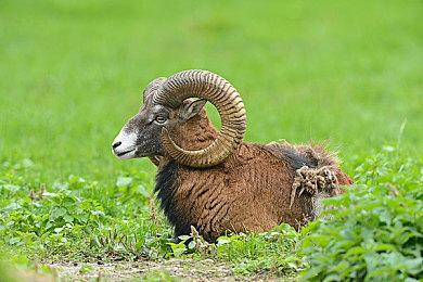 《最终幻想7：重生》全召唤兽演示视频 特效超酷炫